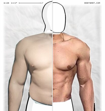 Torso Comparison