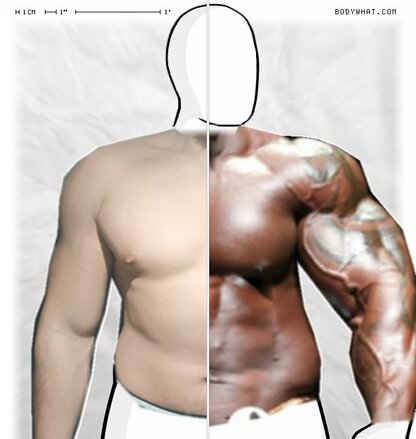 Torso Comparison