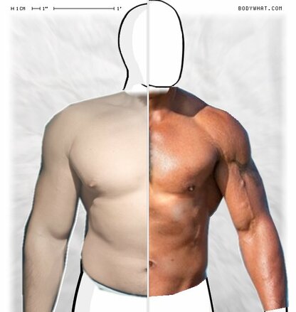 Torso Comparison
