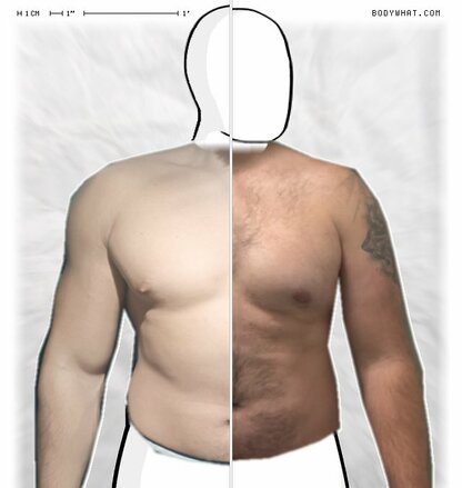 Torso Comparison