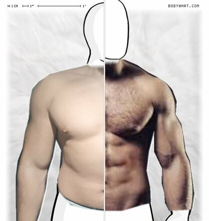 Torso Comparison