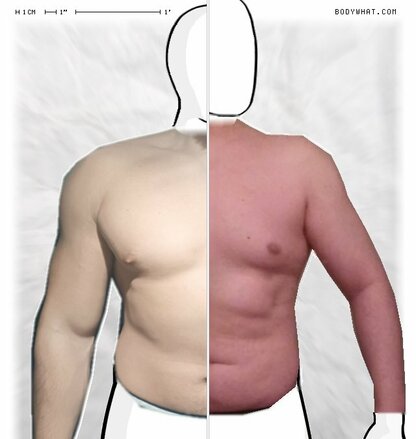 Torso Comparison