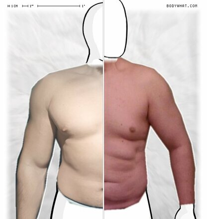 Torso Comparison