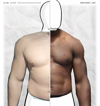 Torso Comparison