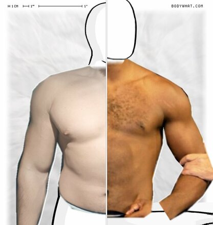 Torso Comparison