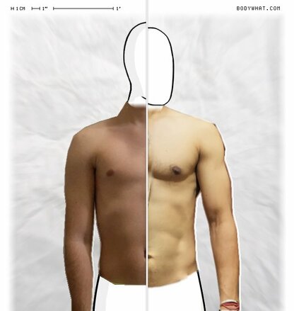 Torso Comparison
