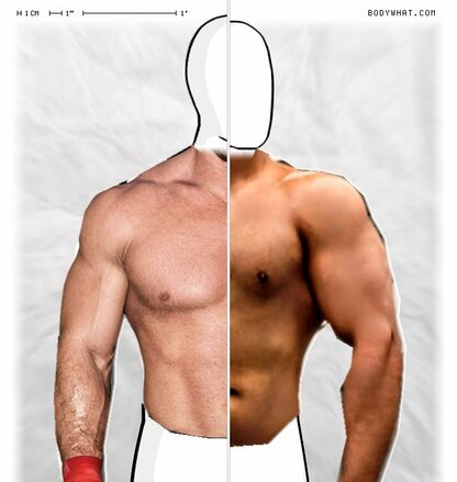 Torso Comparison