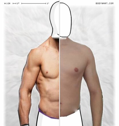 Torso Comparison