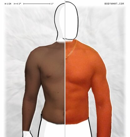 Torso Comparison