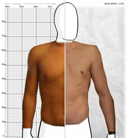 Torso Comparison