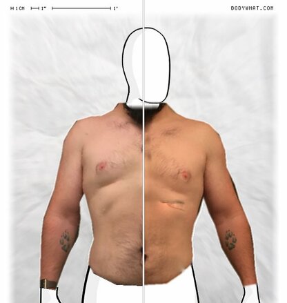 Torso Comparison