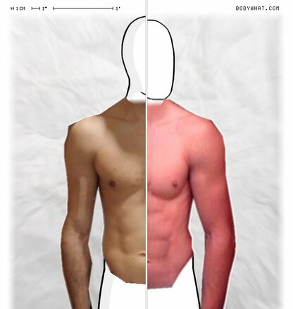 Torso Comparison