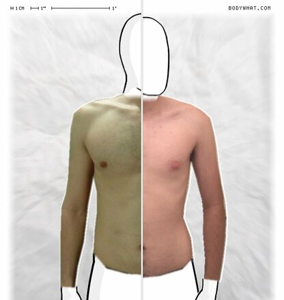Torso Comparison