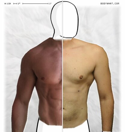 Torso Comparison