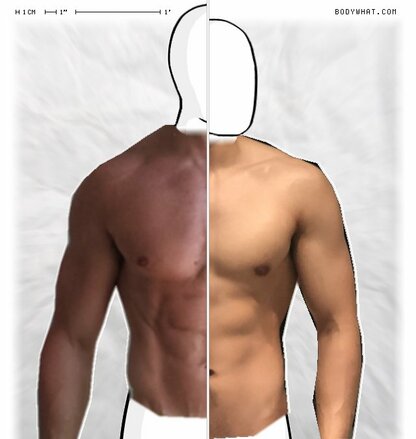 Torso Comparison