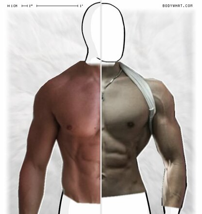 Torso Comparison