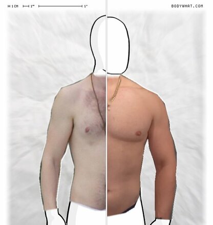 Torso Comparison
