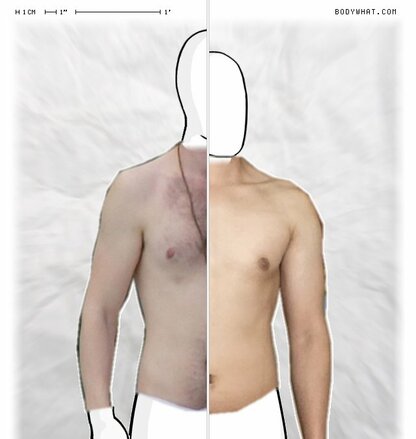 Torso Comparison