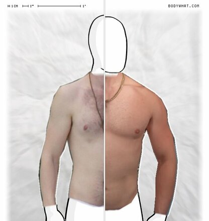 Torso Comparison