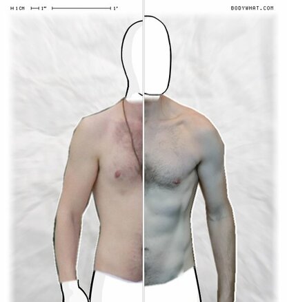 Torso Comparison