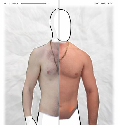 Torso Comparison