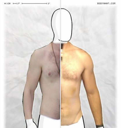 Torso Comparison