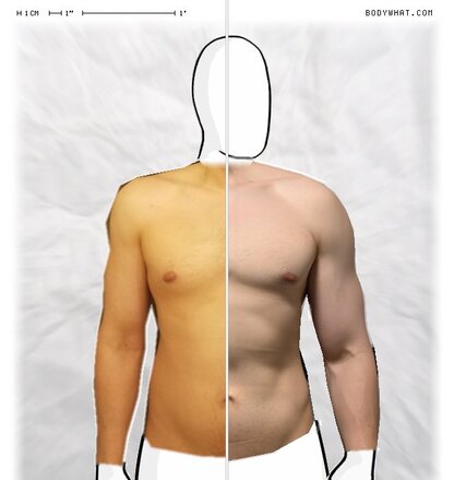 Torso Comparison