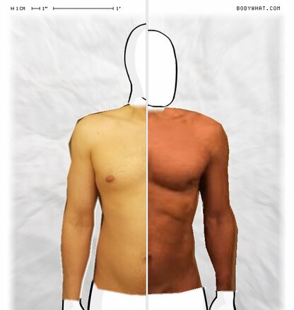 Torso Comparison