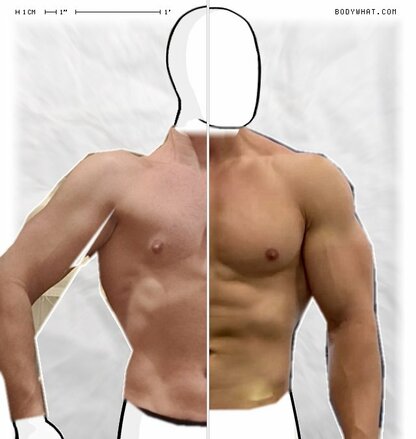 Torso Comparison