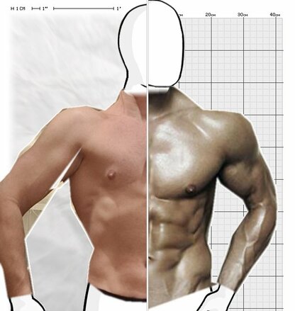 Torso Comparison