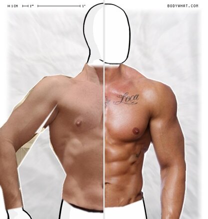 Torso Comparison