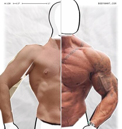 Torso Comparison