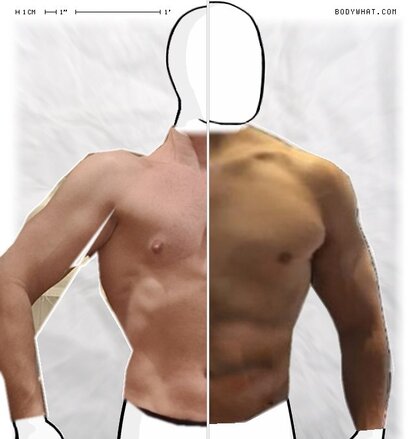Torso Comparison
