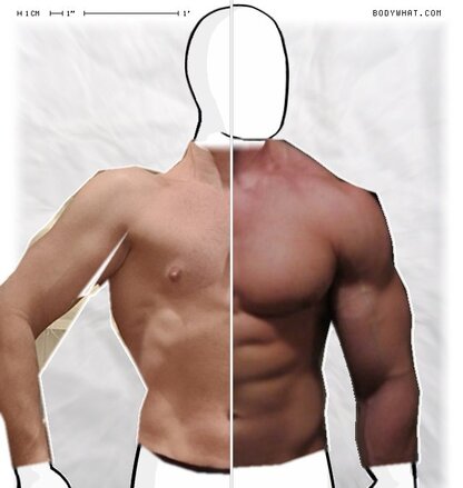 Torso Comparison