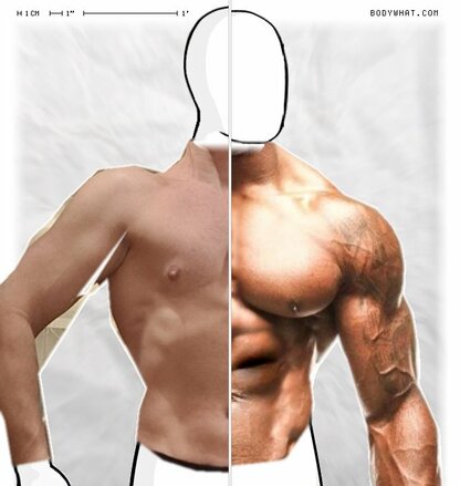 Torso Comparison