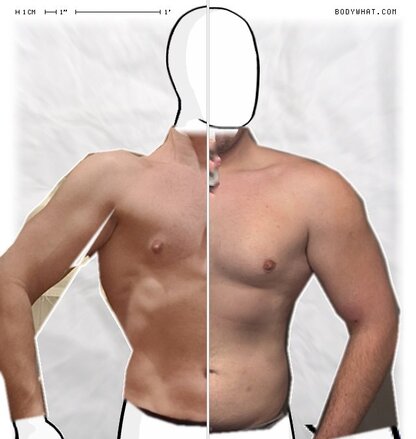 Torso Comparison