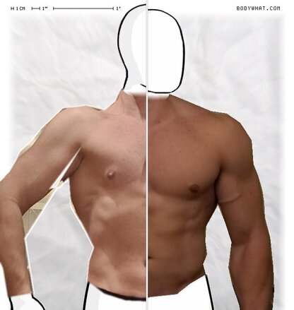 Torso Comparison