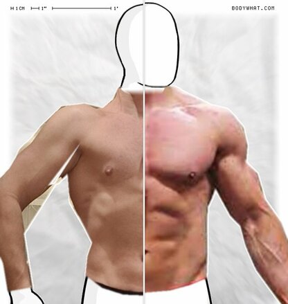 Torso Comparison