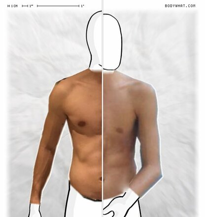 Torso Comparison