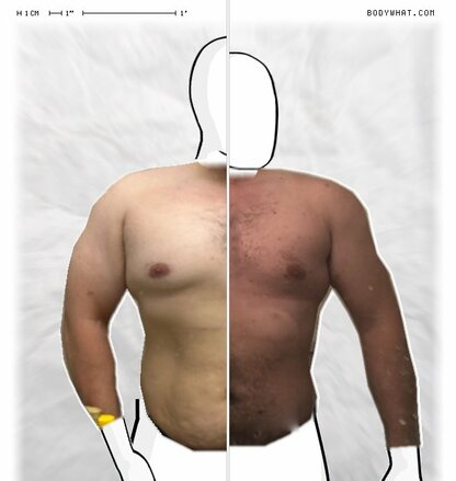 Torso Comparison