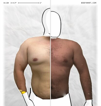 Torso Comparison
