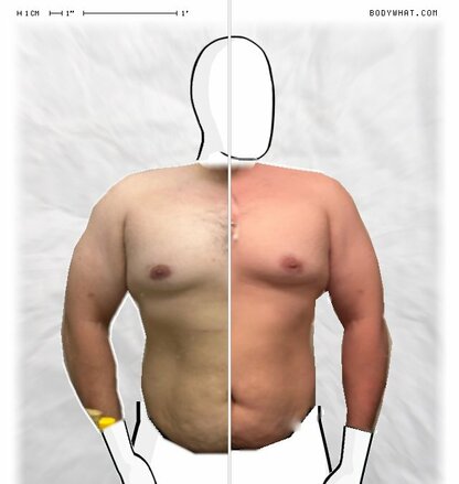 Torso Comparison