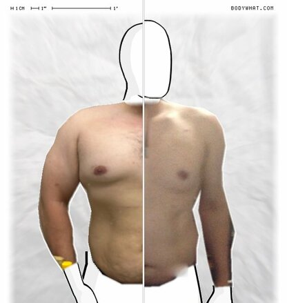 Torso Comparison