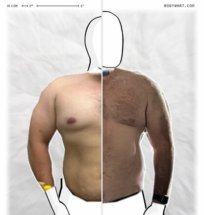 Torso Comparison