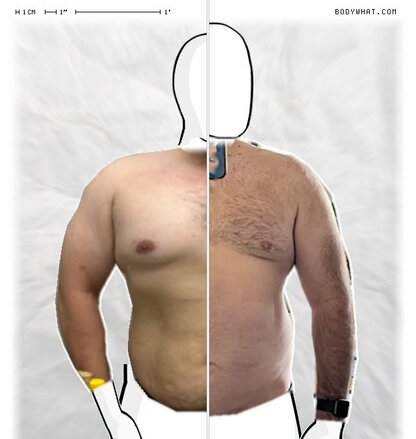 Torso Comparison