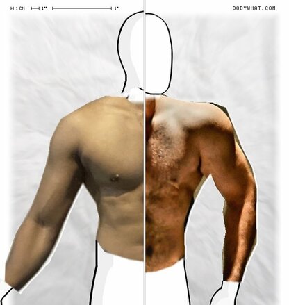 Torso Comparison