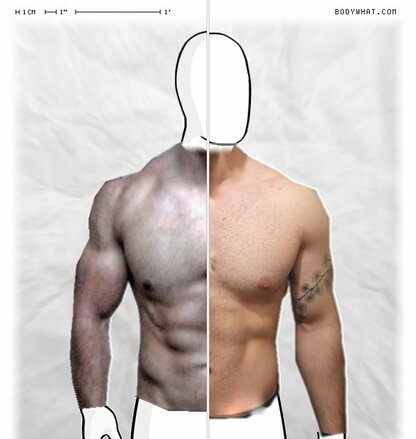 Torso Comparison