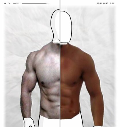 Torso Comparison