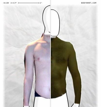 Torso Comparison