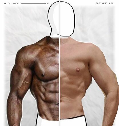 Torso Comparison